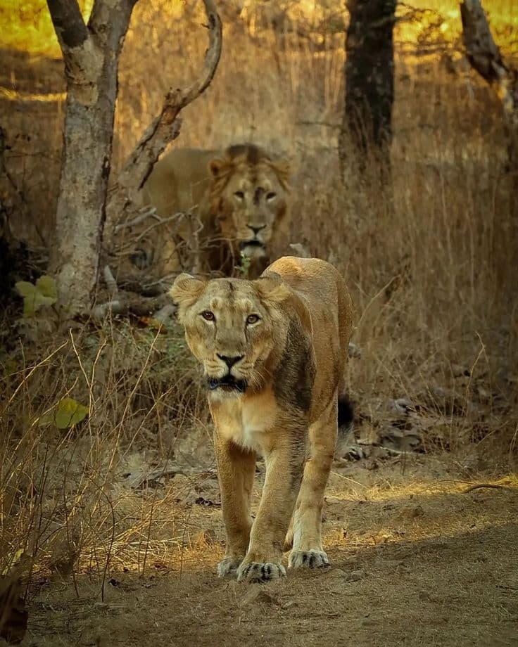 Devaliya Safari Park