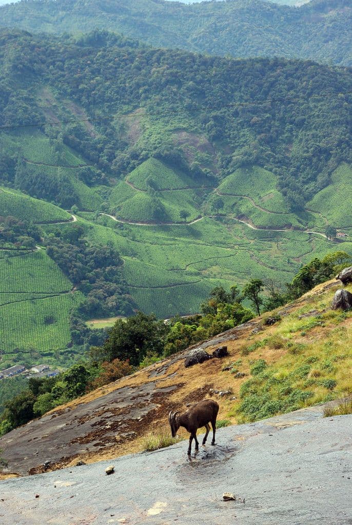 Eravikulam National Park