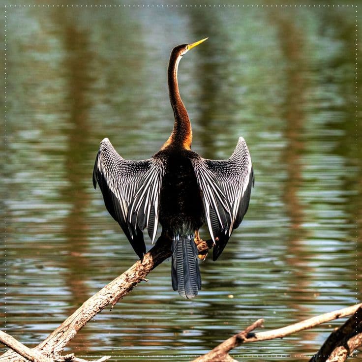 Keoladeo Bird National Park