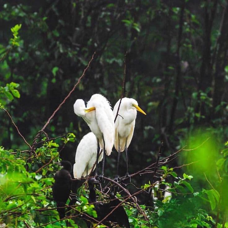 Kumarakom Bird Sanctuary