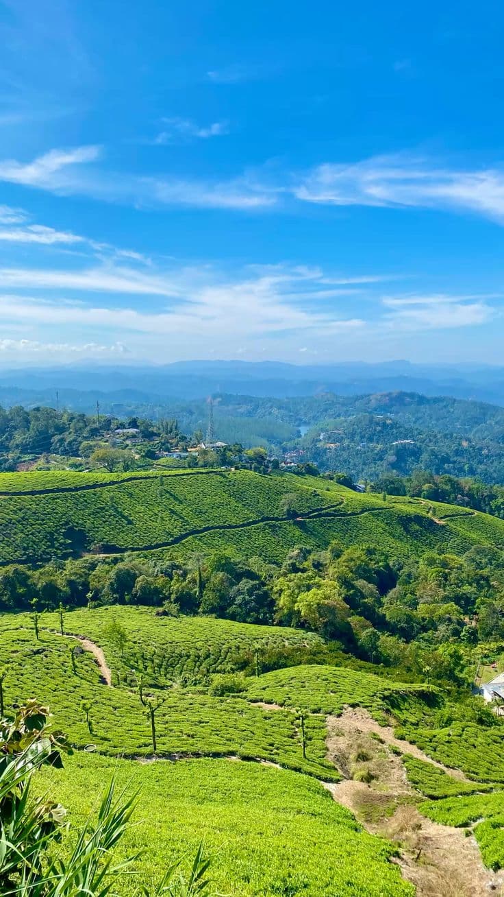Munnar Tea Gardens
