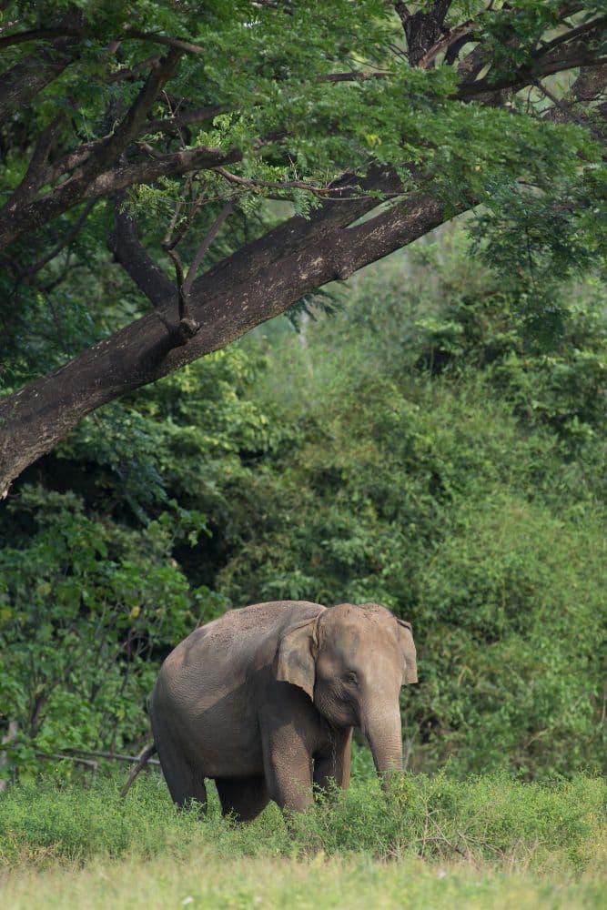 Periyar National Park