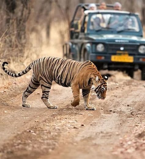 Ranthambore National Park