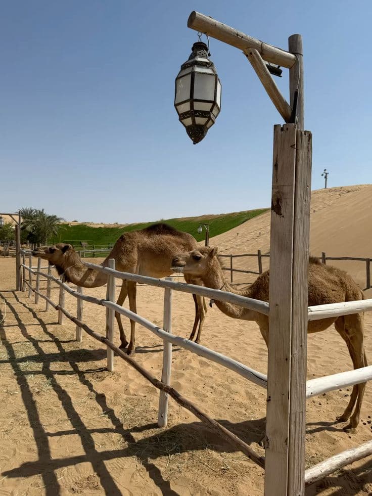 Camel Breeding Farm