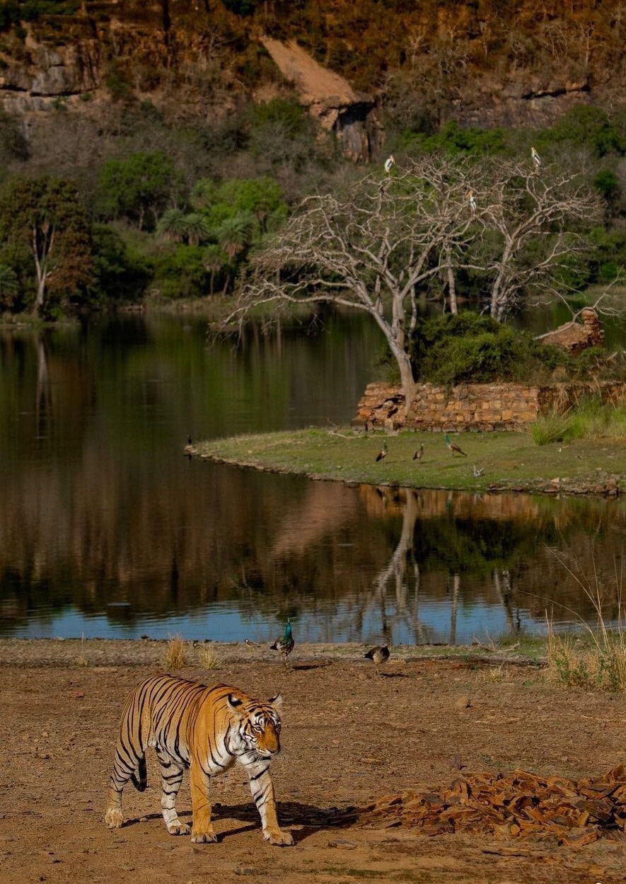 Best of Wildlife Package – slide 1