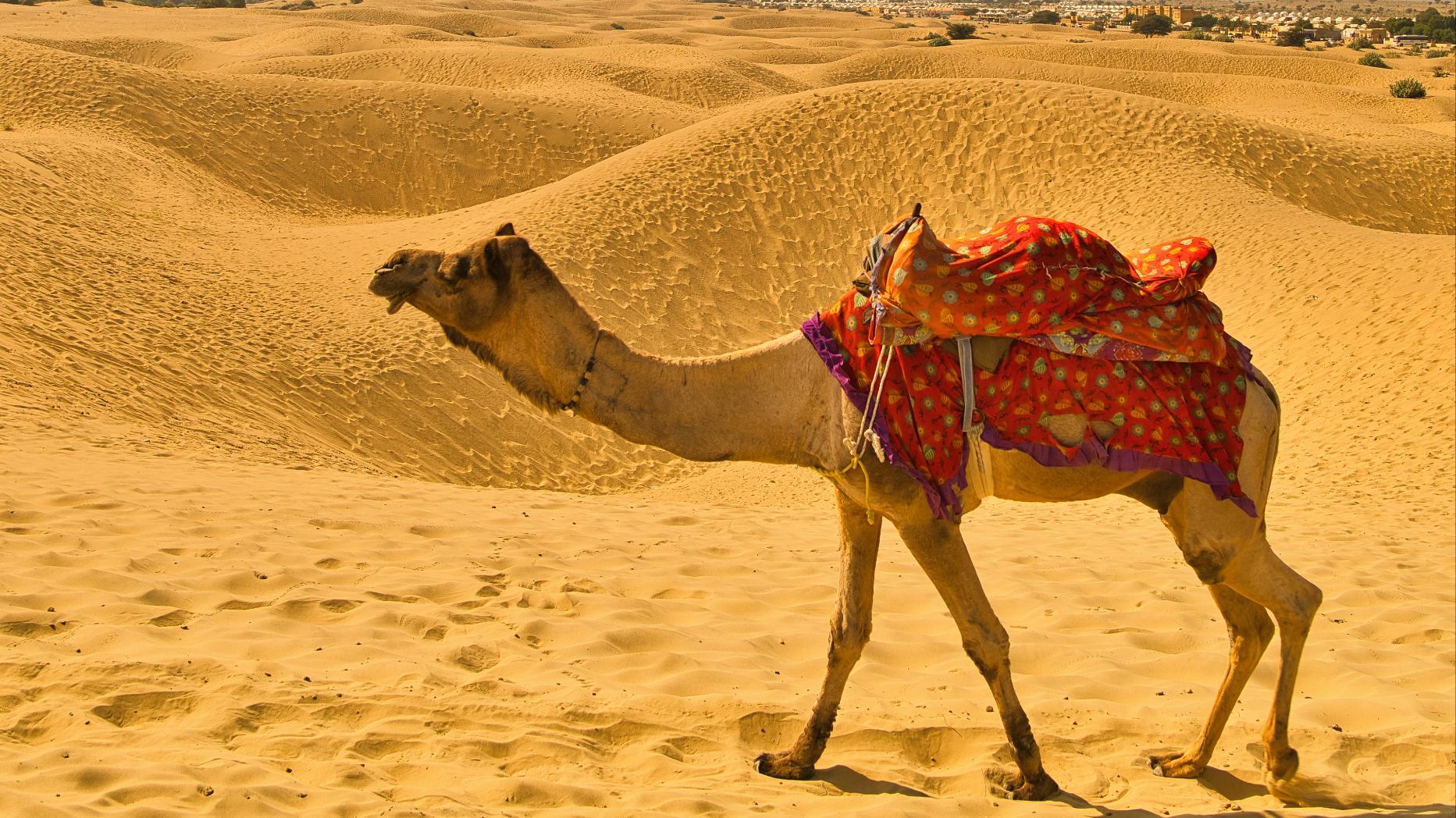 Best of Rajasthan — Part 2 – slide 1